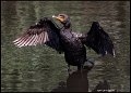 _9SB0071 double crested cormorant
